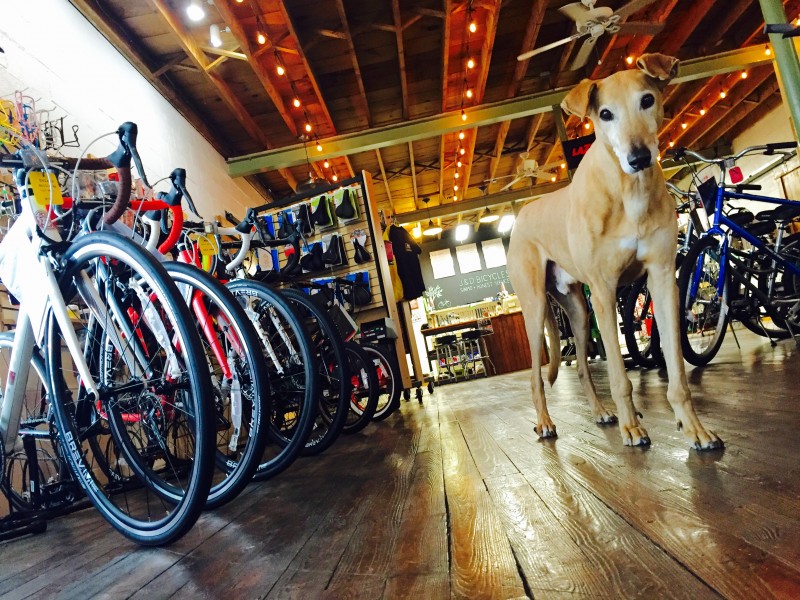 Our Official Greeter