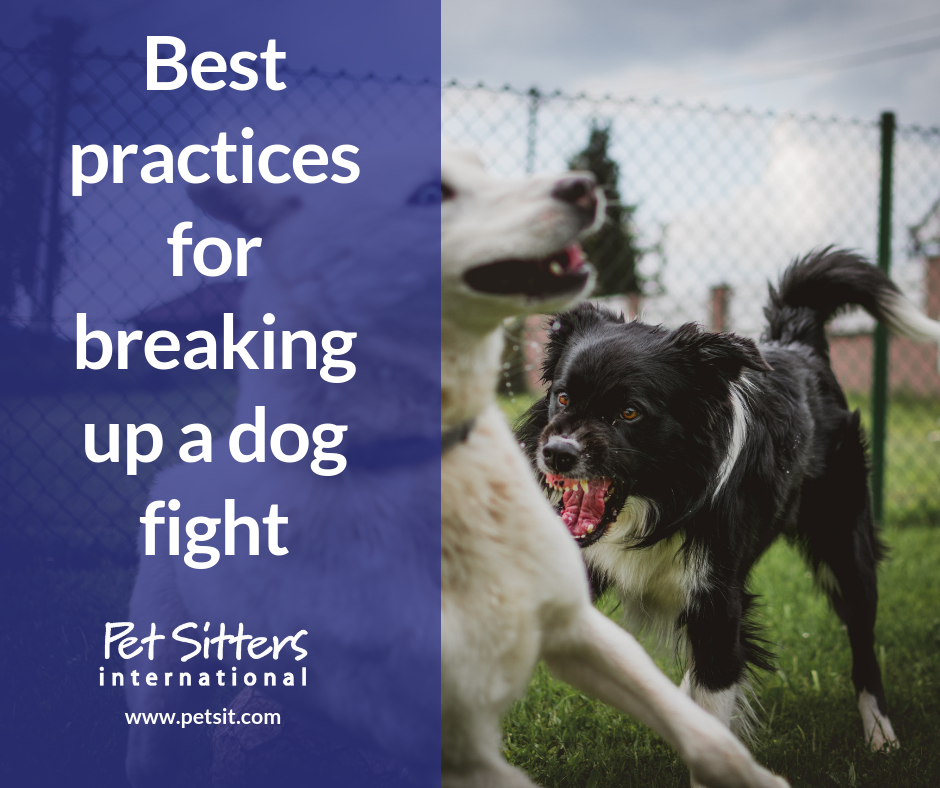 Breaking aggressive dog behavior clearance
