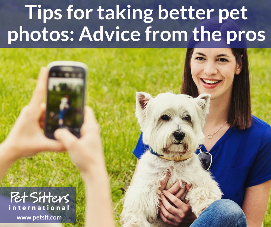 Tips for taking better pet photos