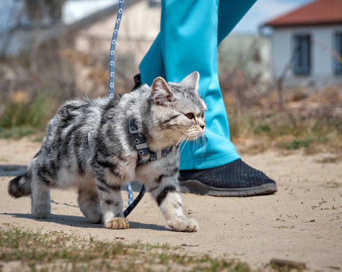 Cat Walking | Pet Sitters International