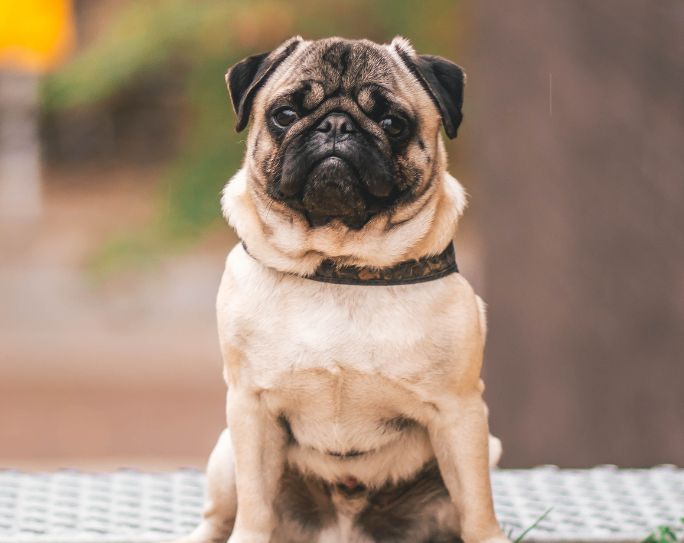 Preventing pet theft: 4 precautions pet lovers can take