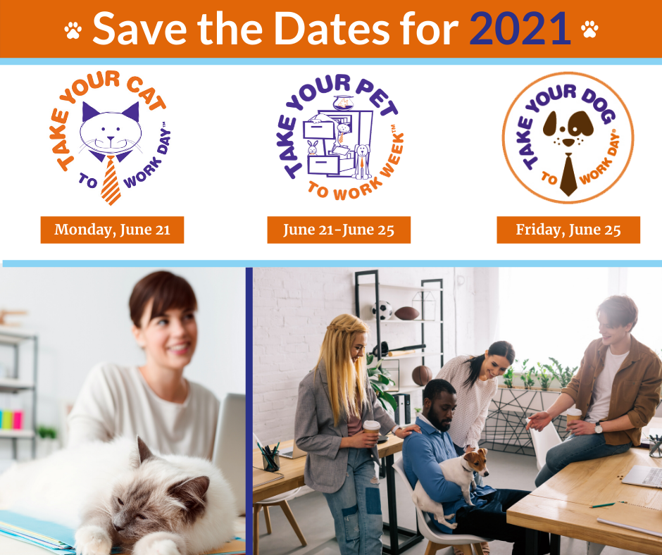 Take Your Cat To Work Day Pet Sitters International