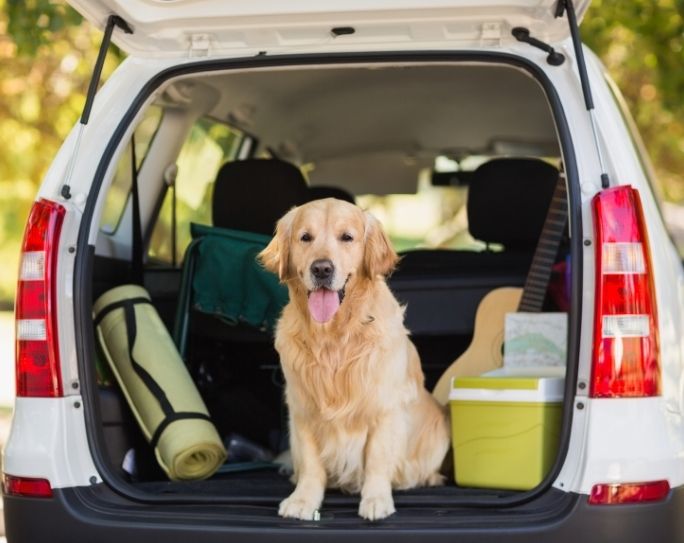 Professional dog walker equipment on sale