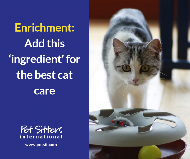 Feline Enrichment Pet Sitters International