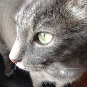 Cats and Friends LLC