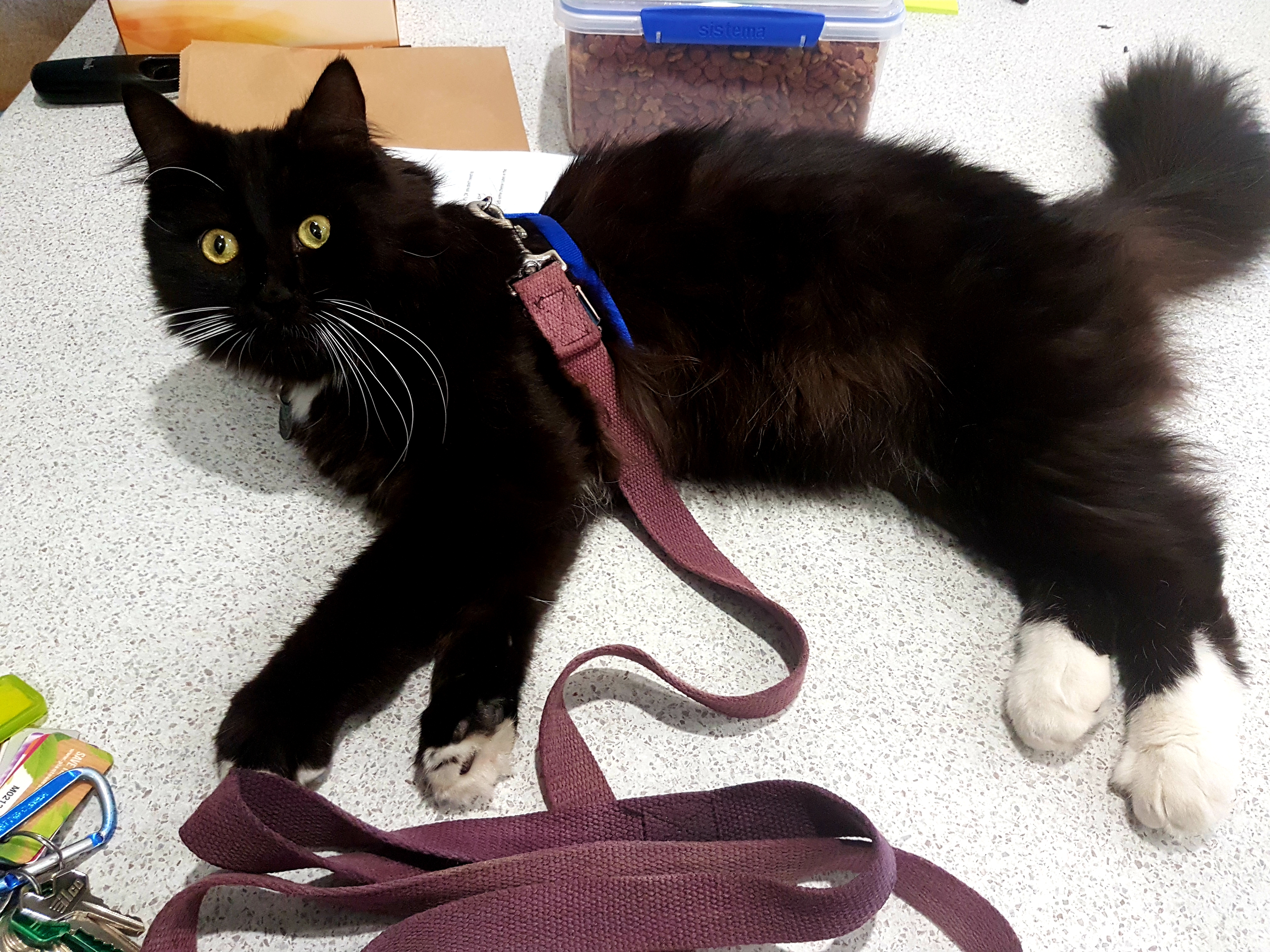 Photo of Spook provided by Meighan Williams