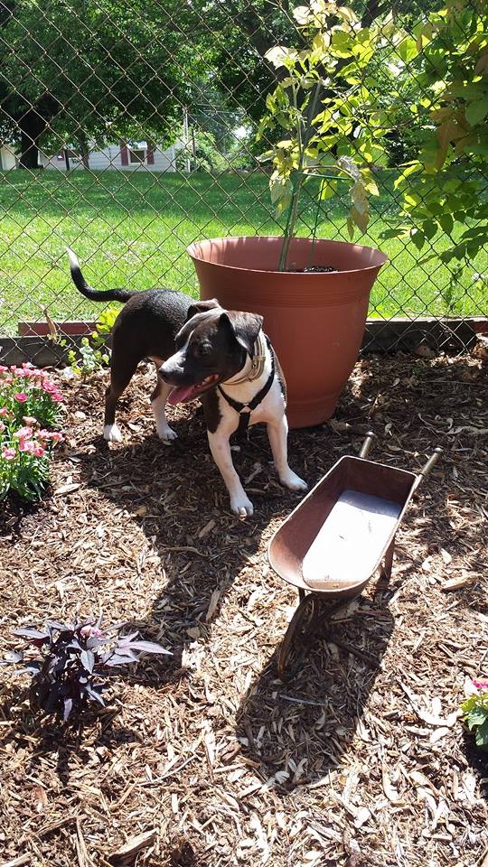 Girl Next Door Pet Care Services LLC