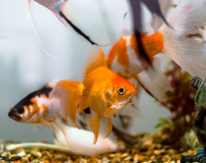 Preparing aquarium for pet sitter