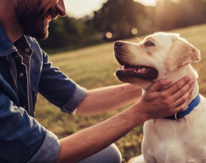 Incorporating dog enrichment in pet sitting visits