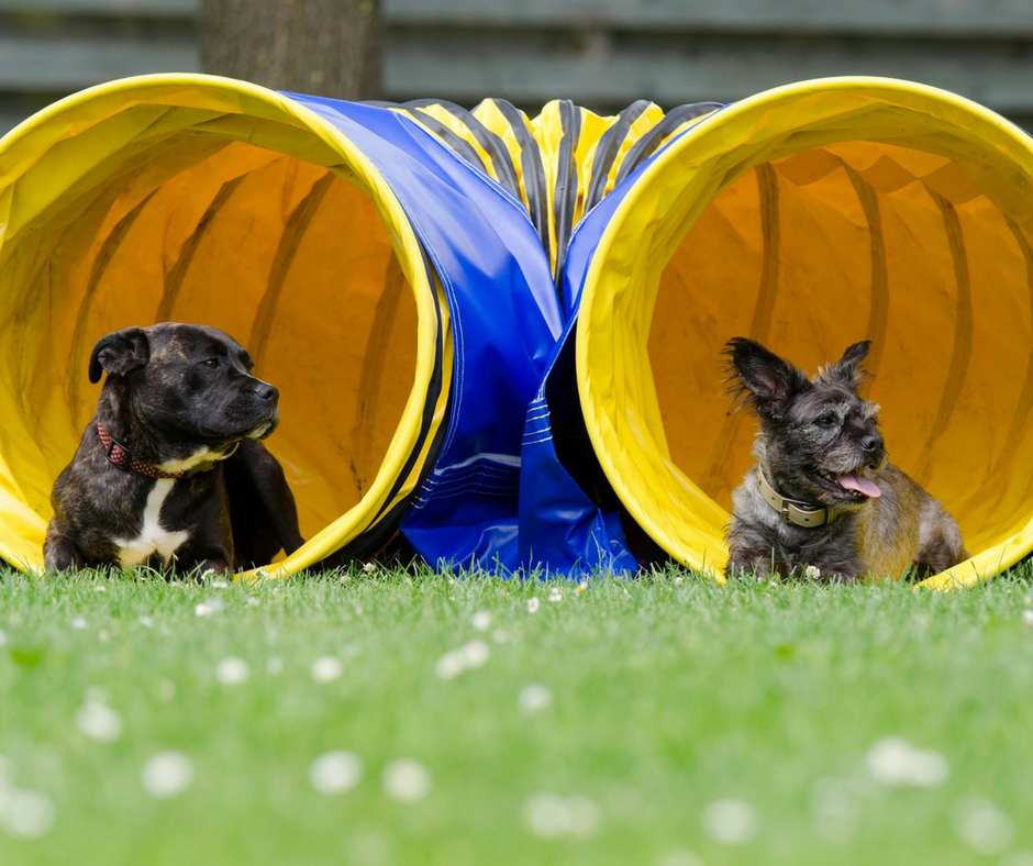 k9 enrichment toys