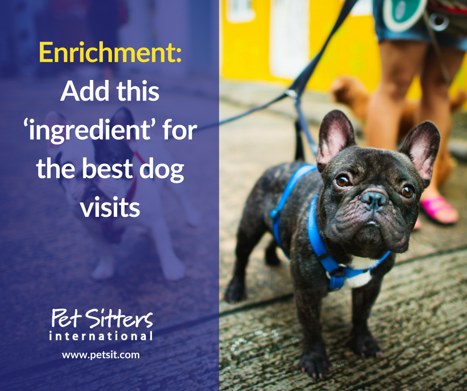 Enrichment: Add this ‘ingredient’ for the best dog visits