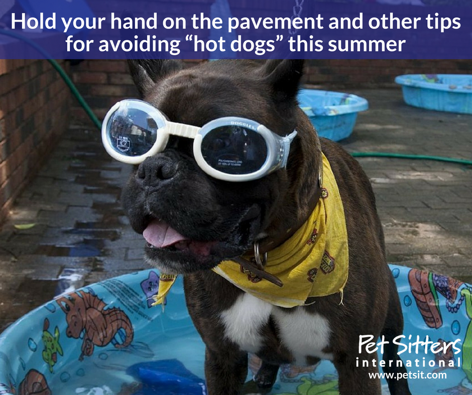 Should Dogs Be Outside In Hot Weather