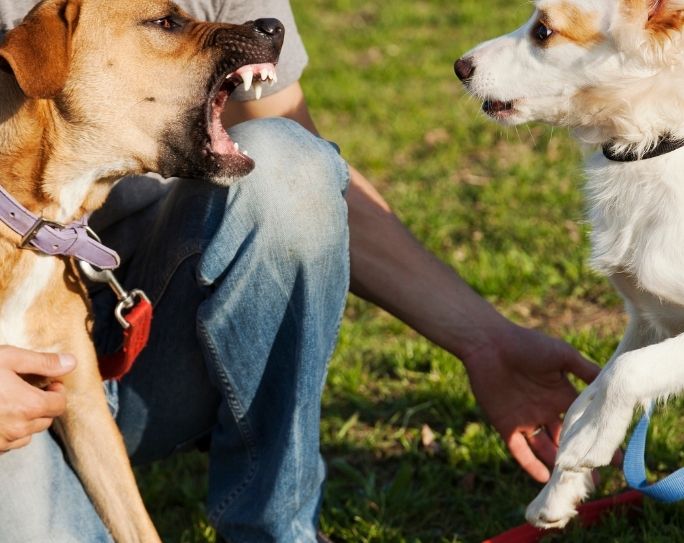 Interdog aggression 2025