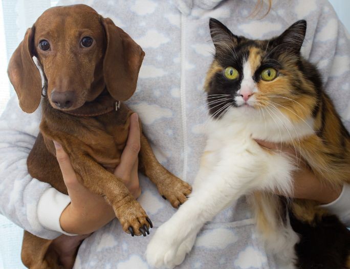 A small brown dachshund and calico cat are held by person wearing cloud-print fleece
