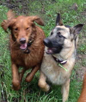 John And Mary Beth S Pet Sitting