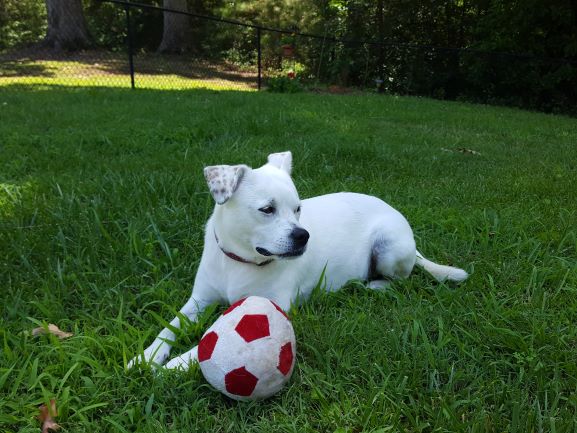 Treats Me Right Pet Sitting, LLC