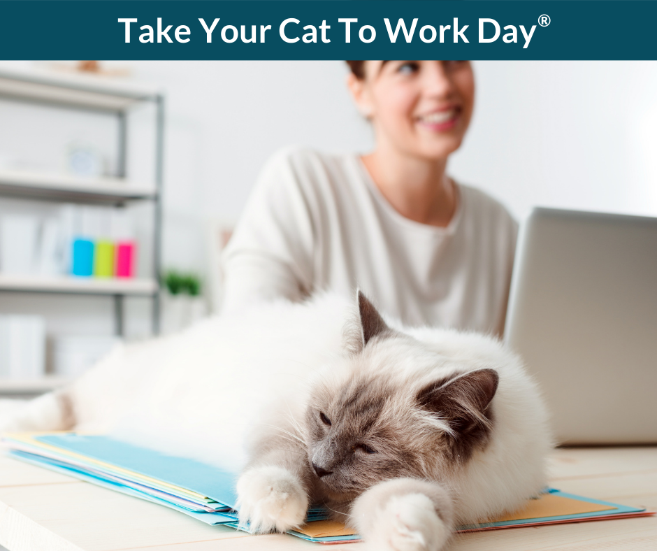 Take Your Cat To Work Day