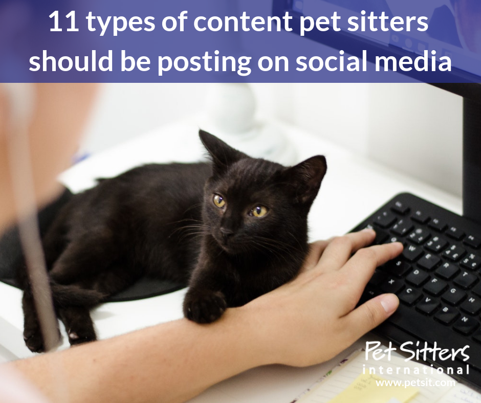 11 types of content pet sitters should be posting on social media