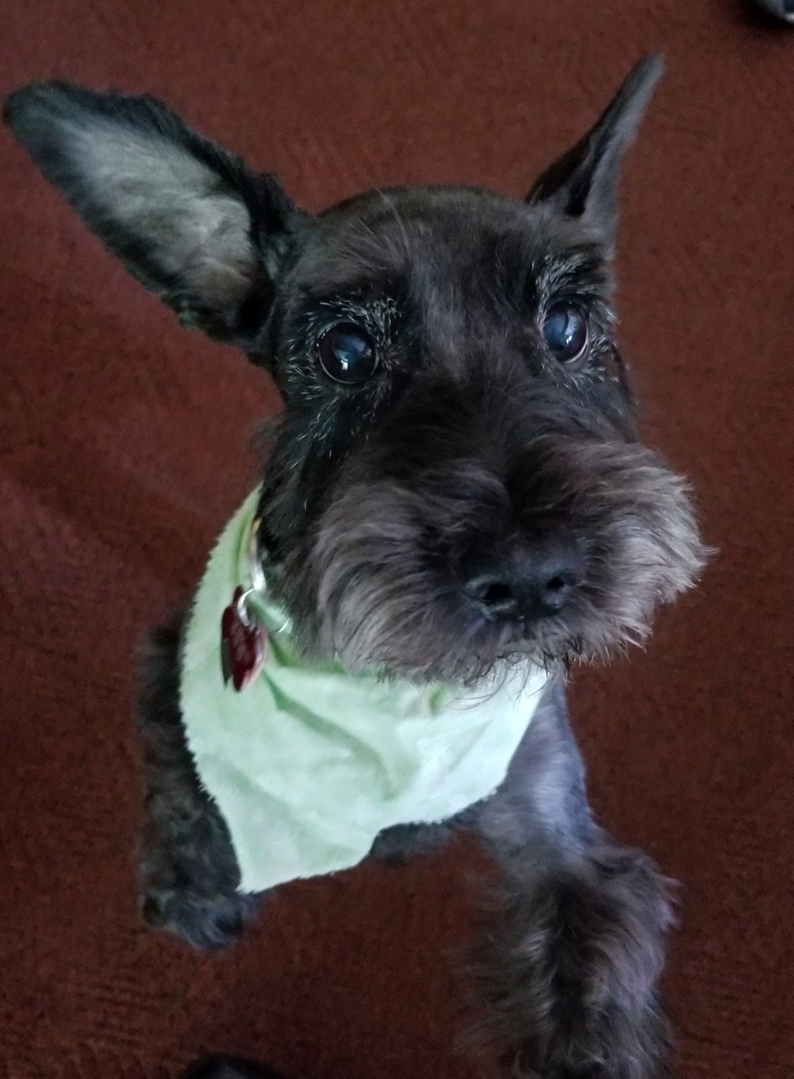 Puppy Love Pet Care Company, LLC