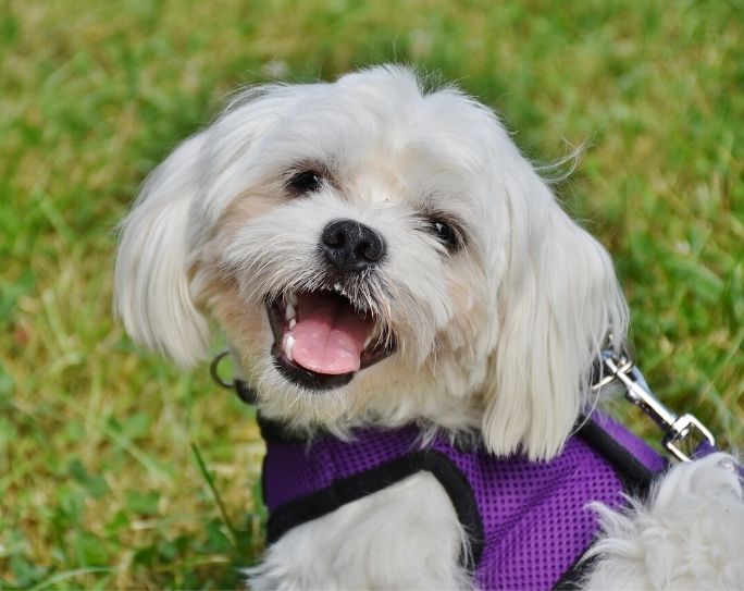 Pet Sitters International offers tips for booking a pet sitter for your last-minute summer plans