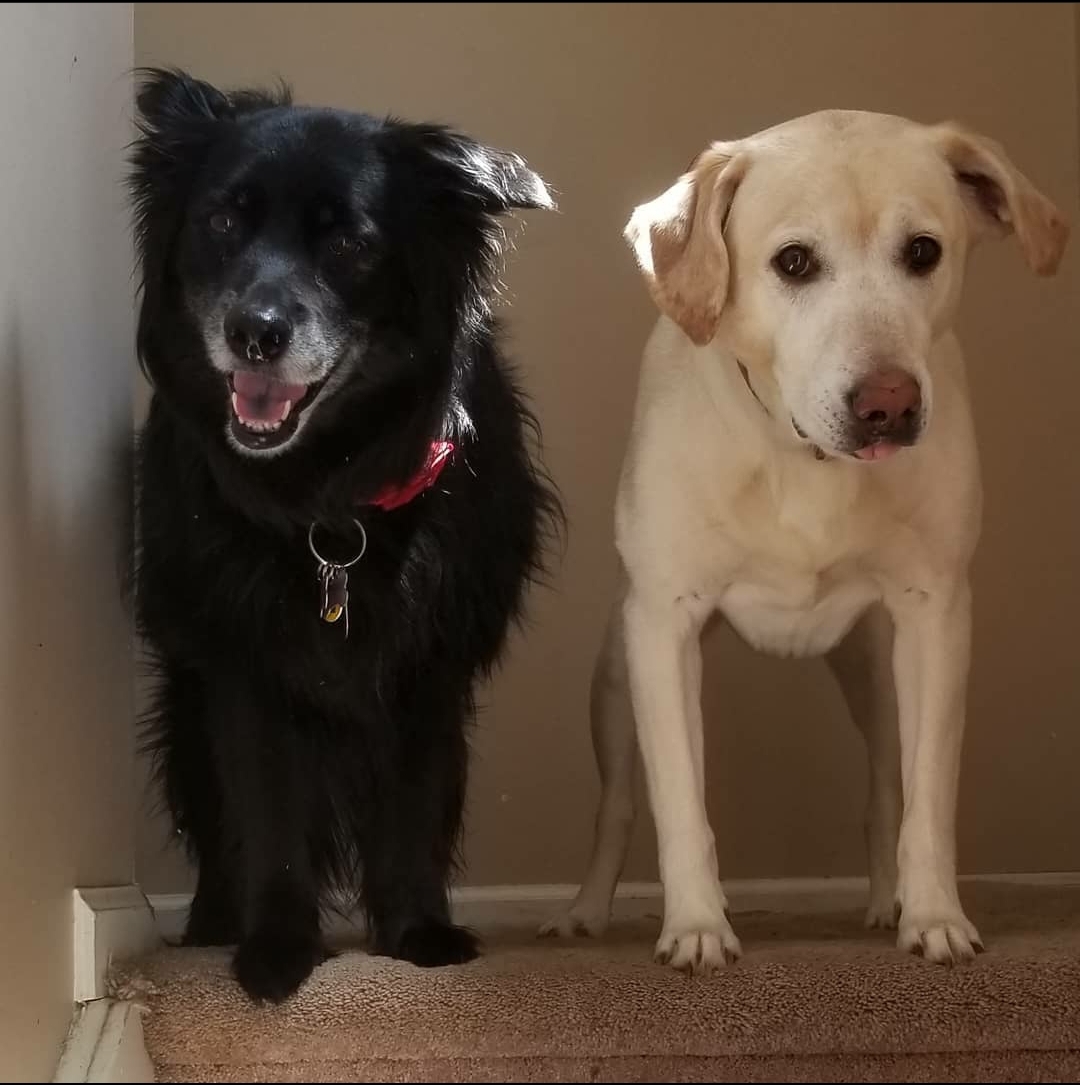 Doggie Bags Acquisitions