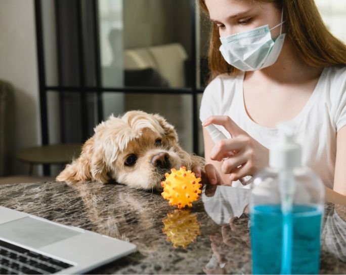 5 for Pet Sitting During the Pandemic this Summer