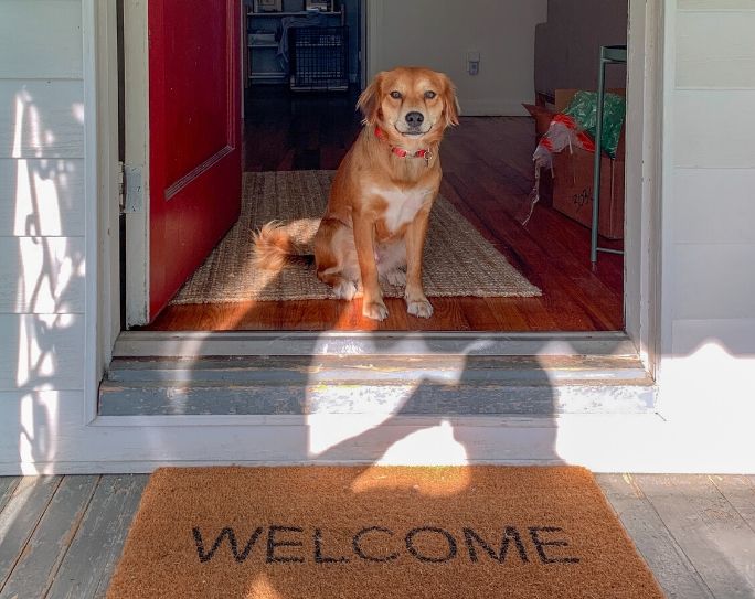 6 Tips to Ensure Pets Don’t Escape While in Your Care