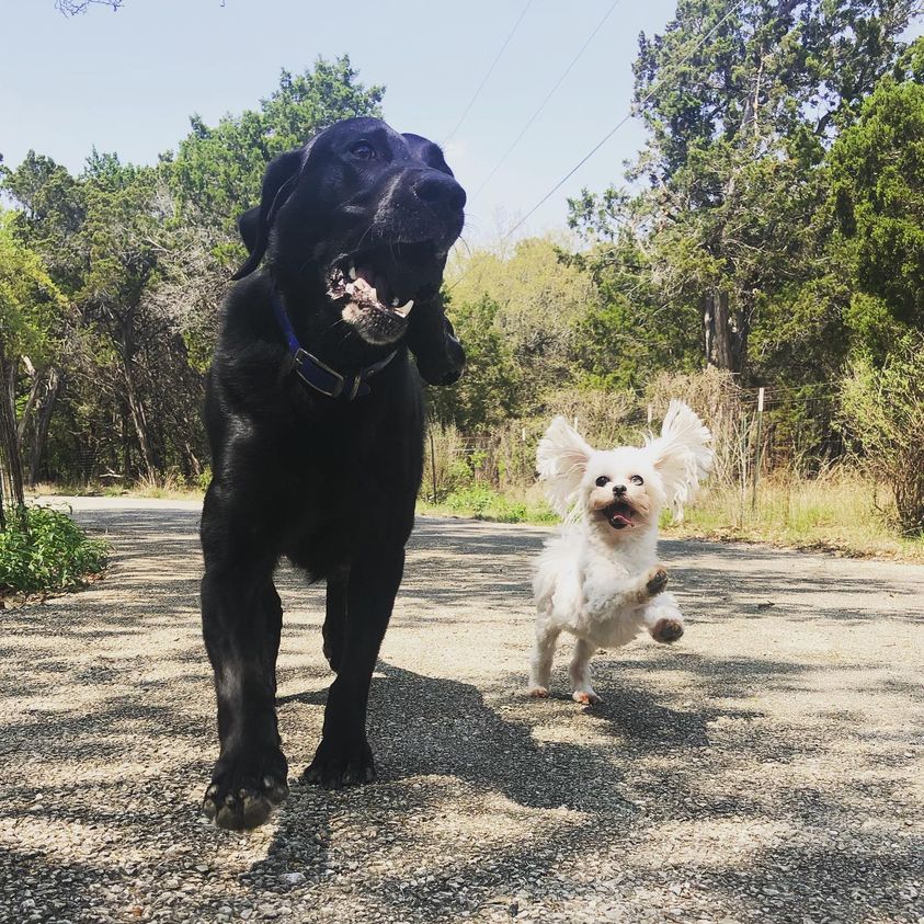 Puppy Love Pet Sitting LLC