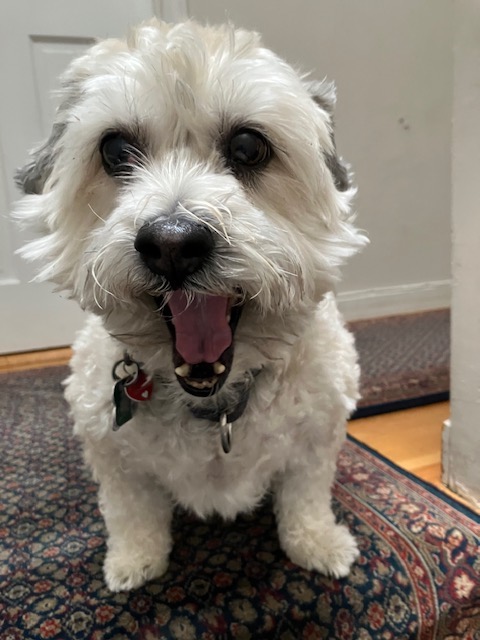 Pawsitively Southie