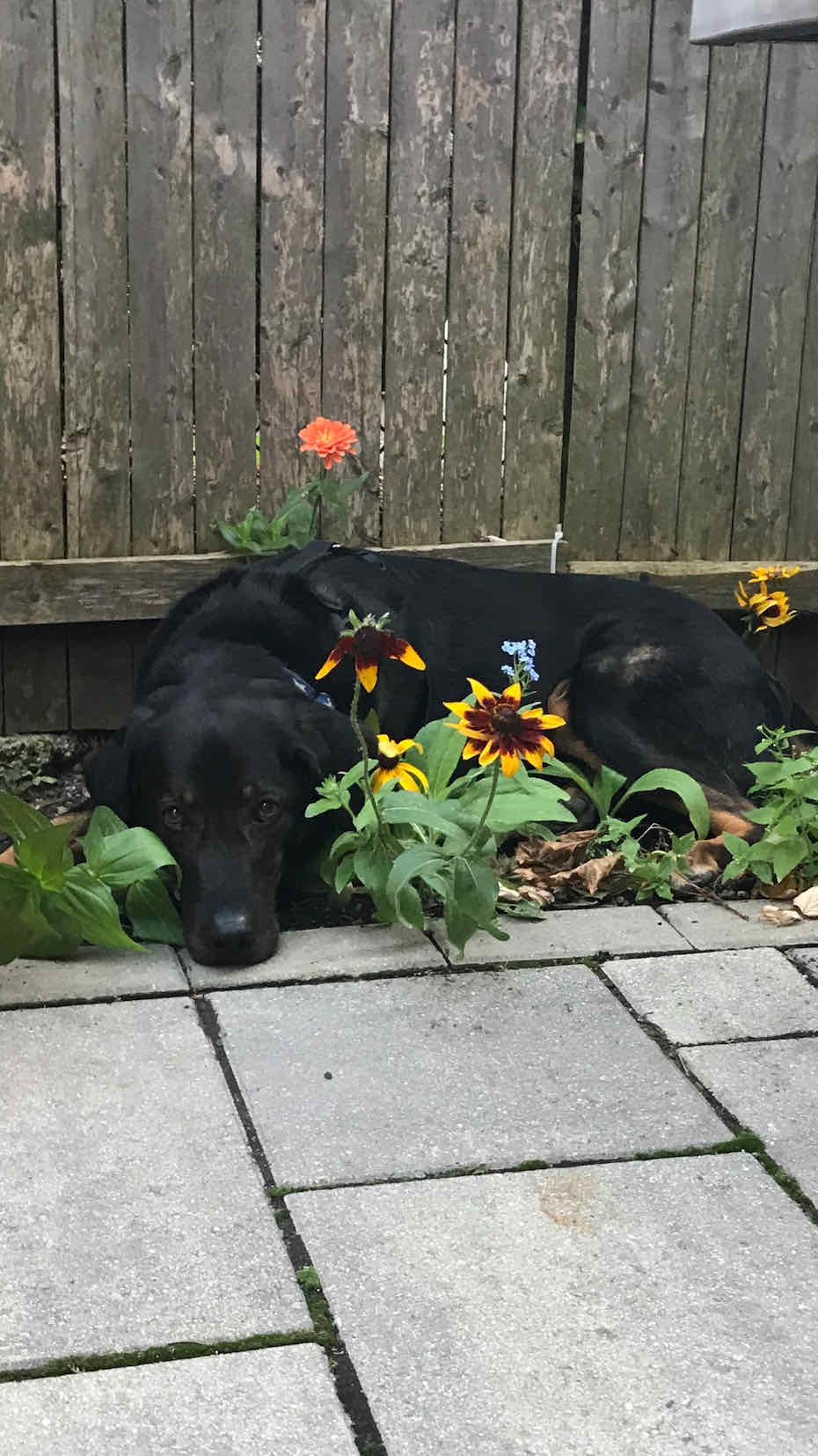 South Boston Pet Care Services