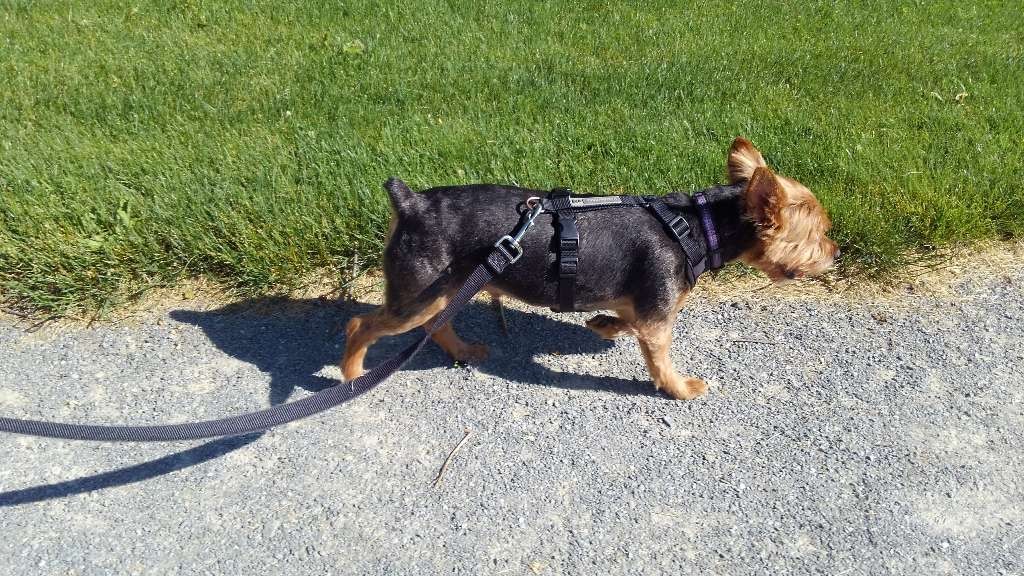 Once Upon a Dog Tail