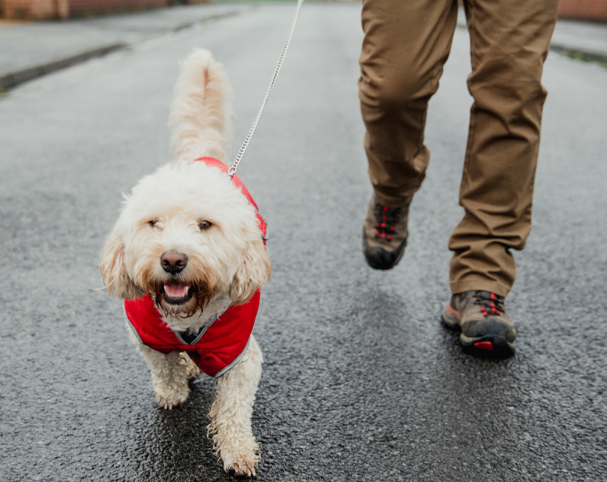 No time to walk your dog? There’s a service for that!