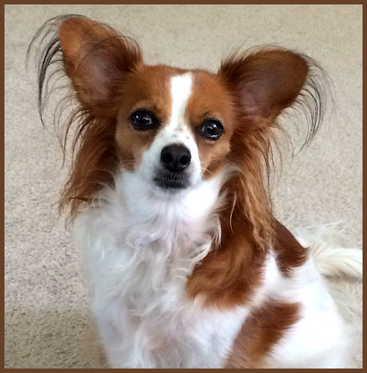 Trinity Pet Sitters LLC