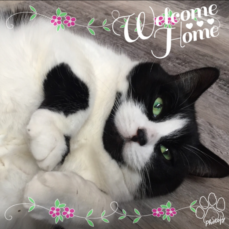 Colleen's Critter Care