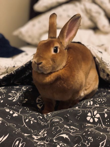 PetFit Pet Sitting Professionals