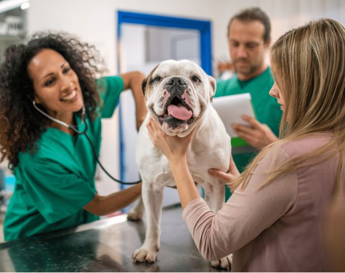 veterinarian pet sitter networking