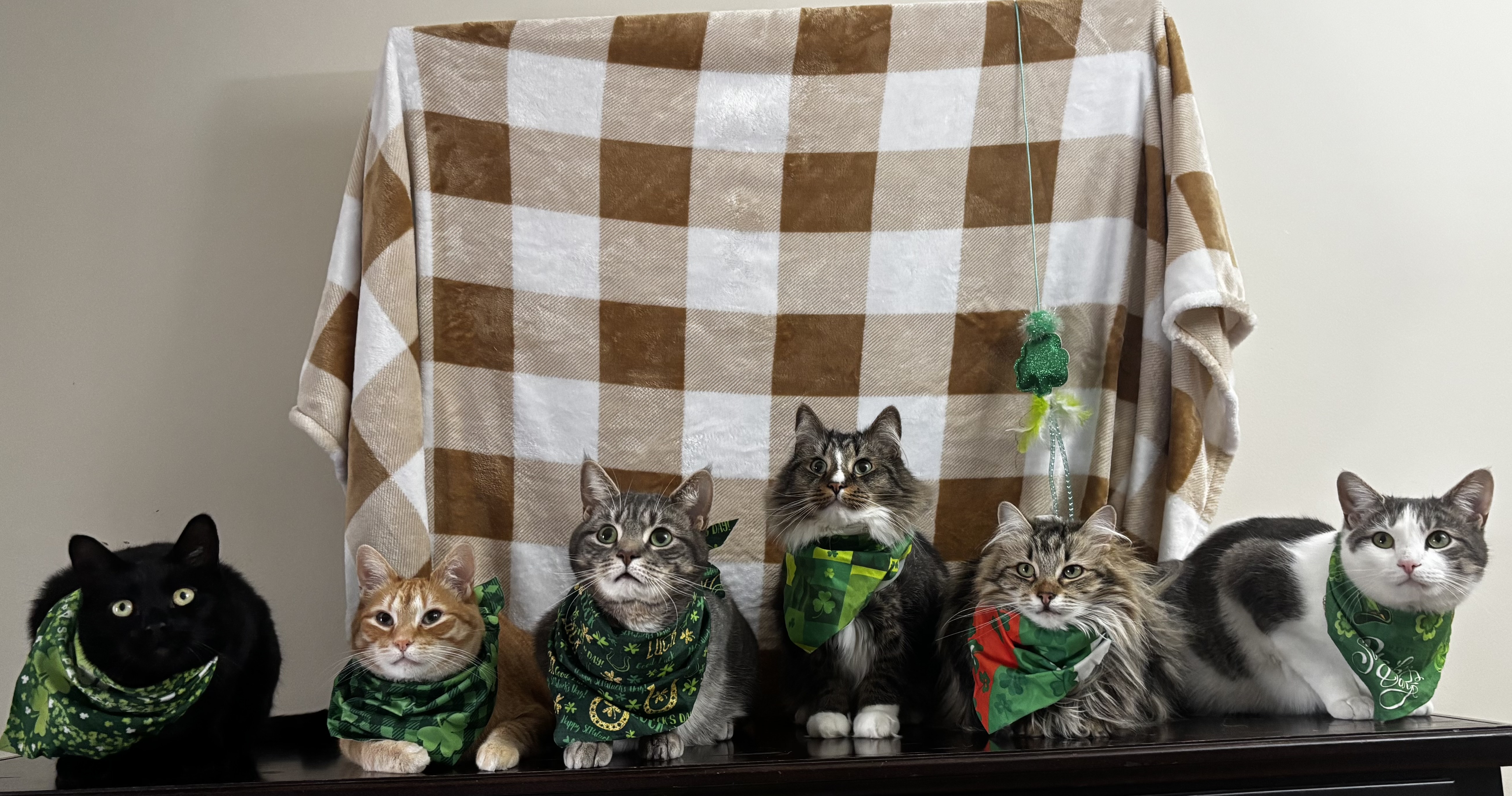 Ally Kat's Animal Sitting LLC