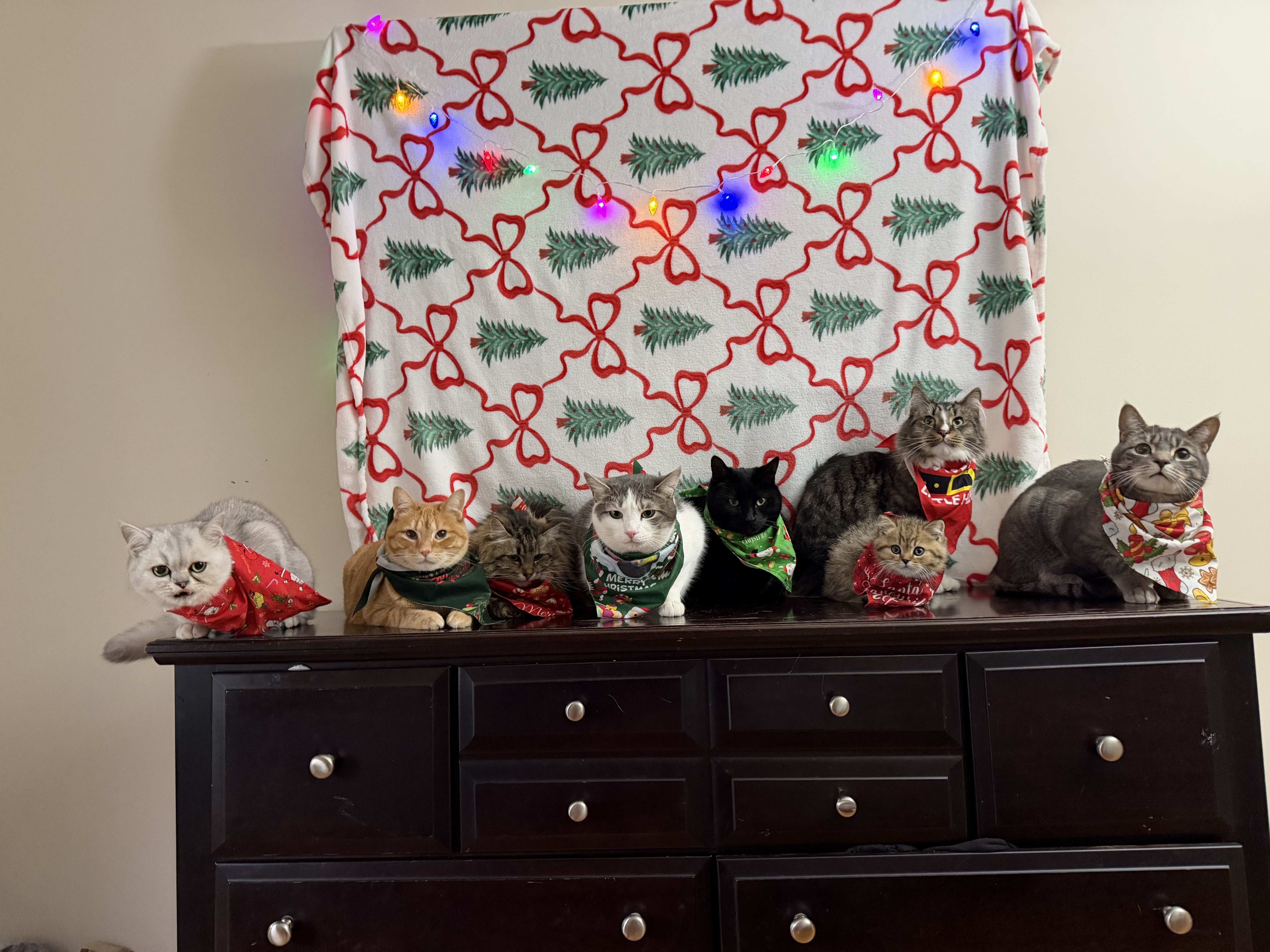 Ally Kat's Animal Sitting LLC