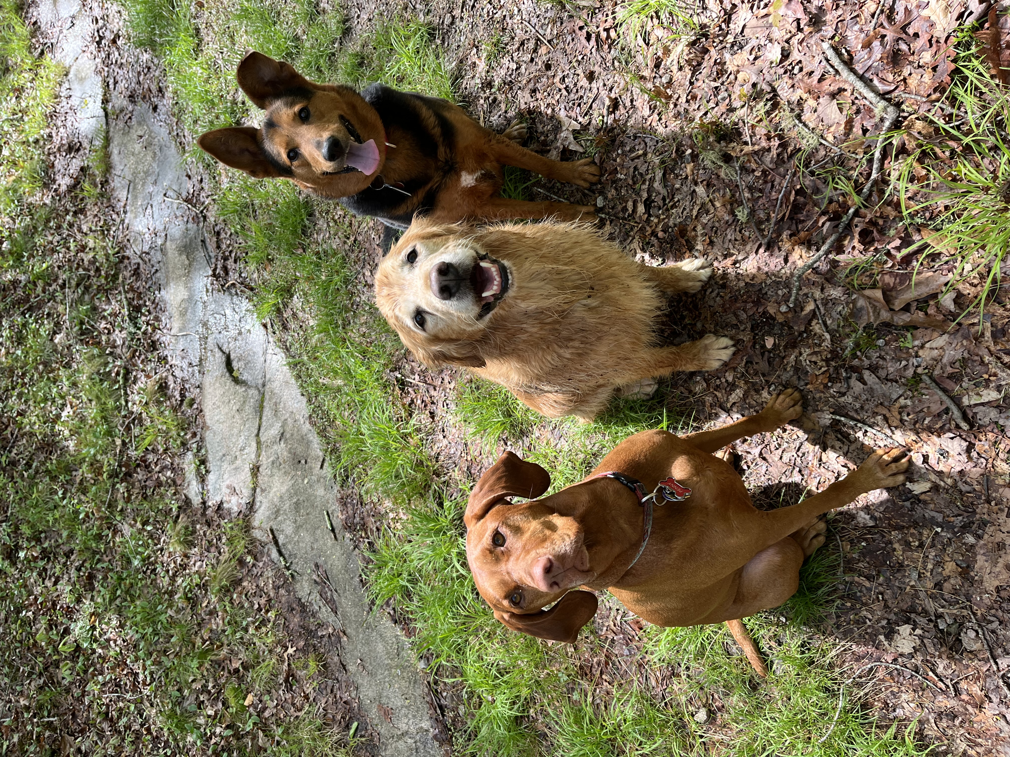 Waggin’ Tails Critter Sitter, LLC