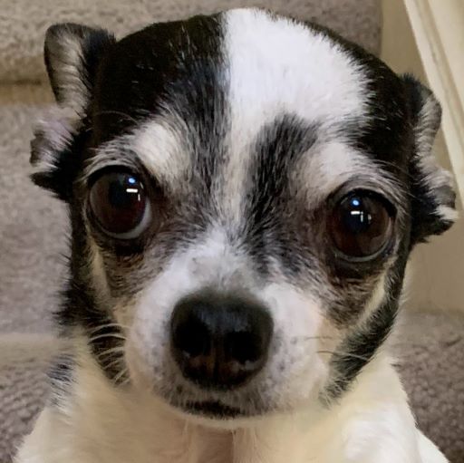 Elder Paws Pet Sitting, LLC