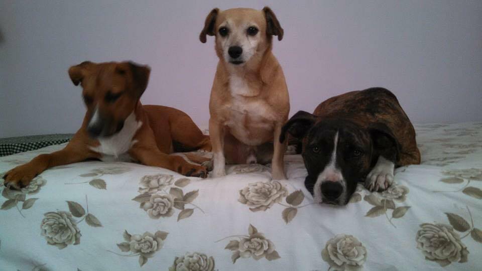 It’s Time For Pets, LLC