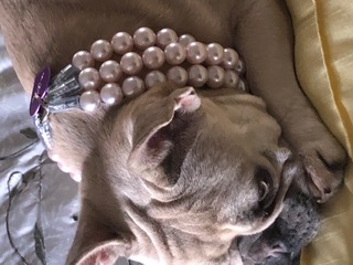 Happy Paws Pet Care - Becky
