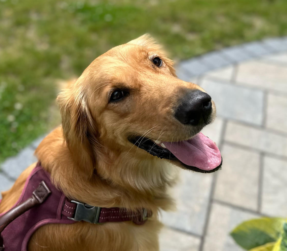 Naomi's Home and Pet Care