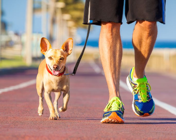 image of man in black shorts walking a small tan dog outside