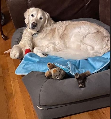 Tammy's Pet Care