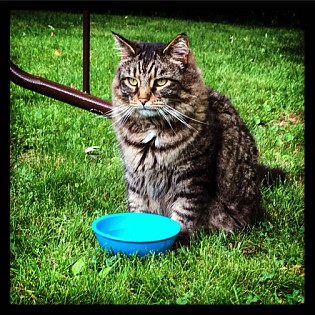 Whiskered Pals Pet Care Services