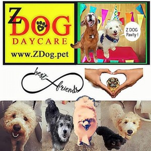 Z dog daycare 2025