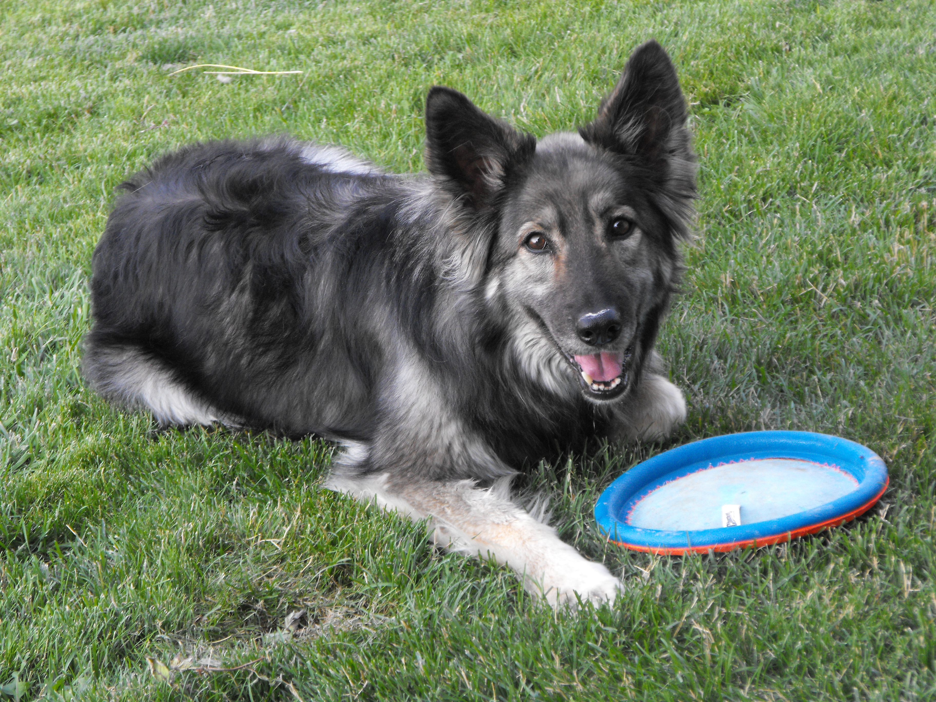 Comfort Keepers Pet Care Home Sitting Services