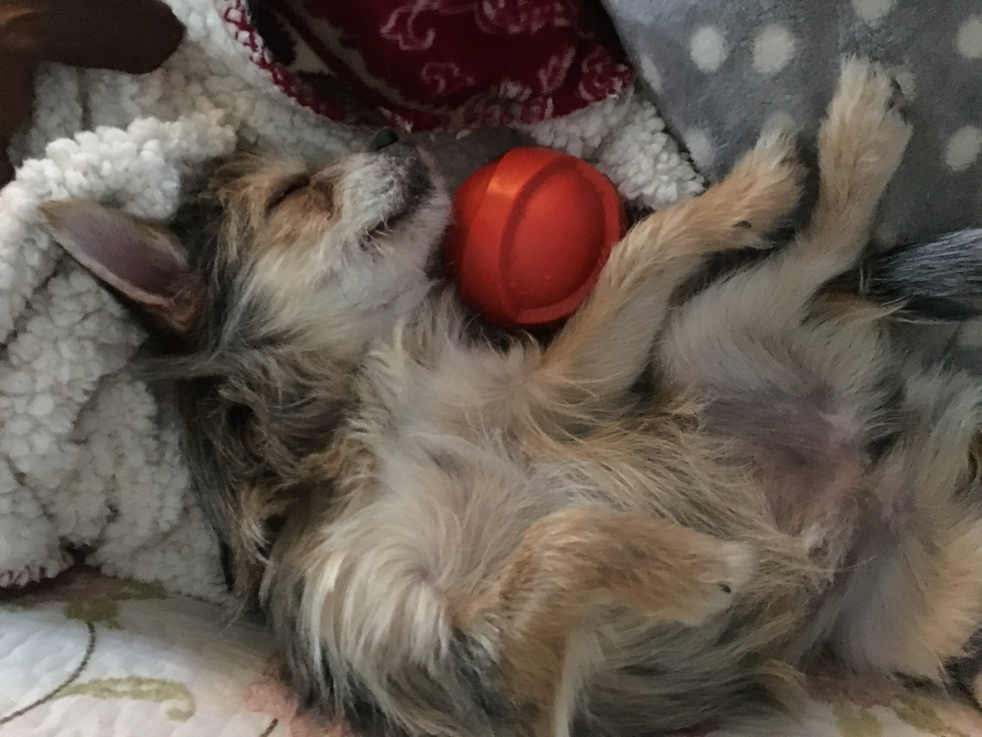 Christine's Toys Paws 'n Tails