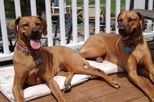 Daily Doodies Pet-Sitting Service